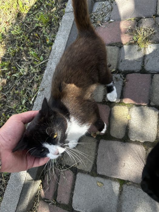 Віддамо в добрі руки кішечку