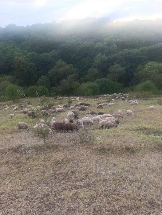 продам дійні вівці