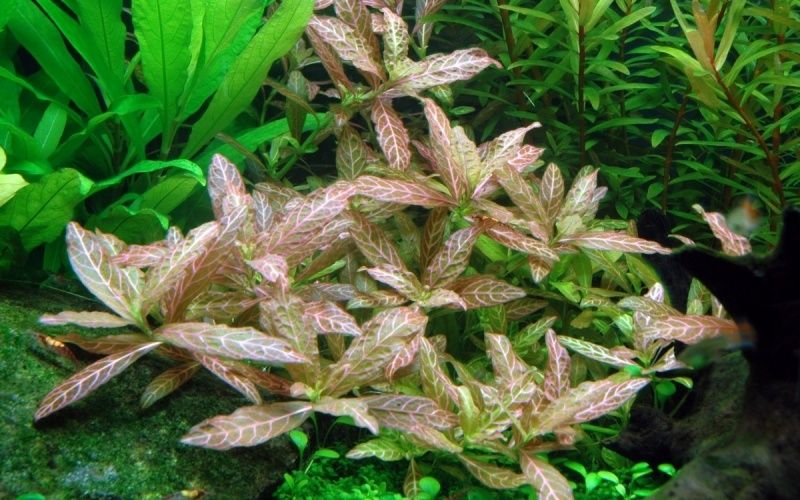 GB Rośliny Hygrophilia Rosanervig 20/30cm roślina w koszyku / doniczce