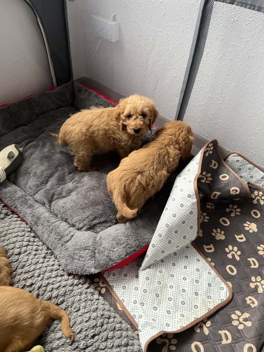 Suczka cockapoo