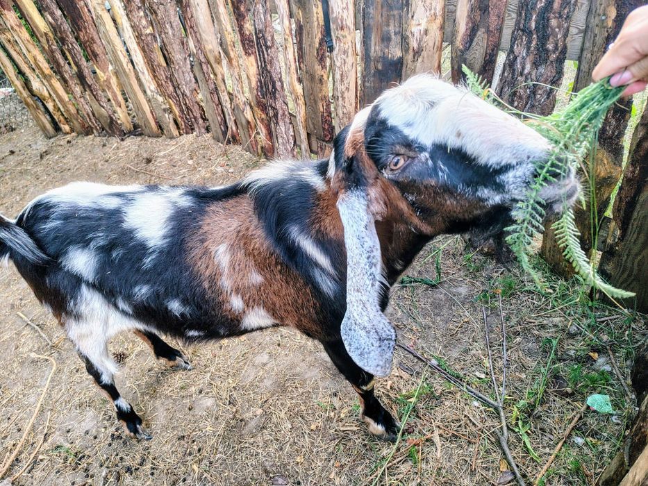 Kozioł Anglonubijski