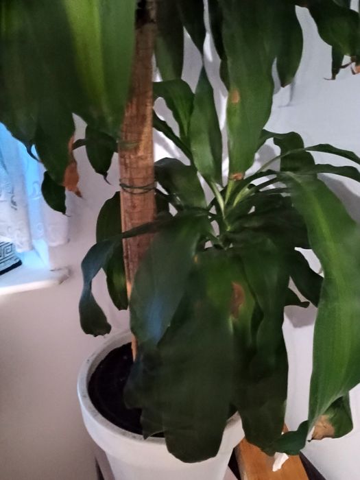 Duży kwiat na sprzedaż