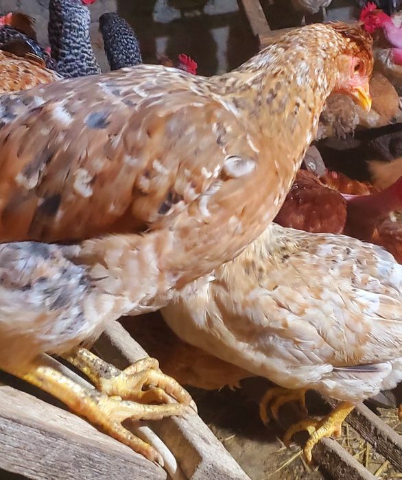 Инкубационное яйцо Доминант( цветное яйцо)