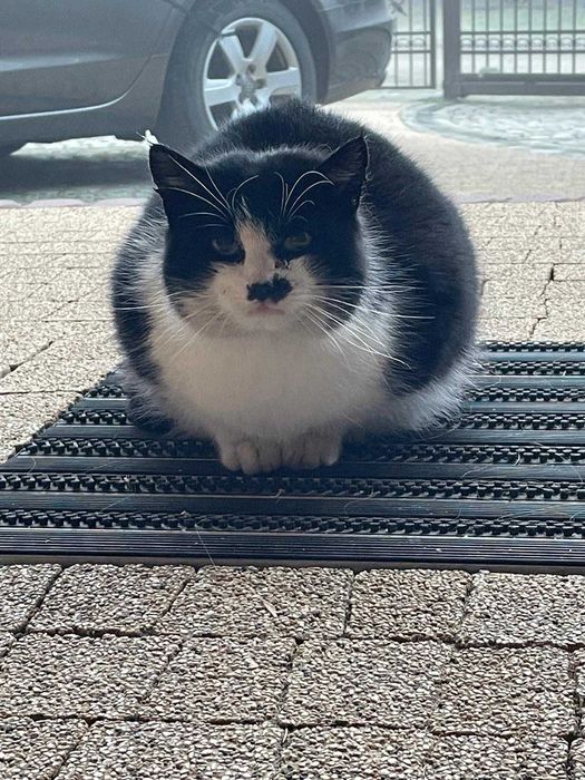 Zaginął kot z czarną plamką na nosku w Bierutowie