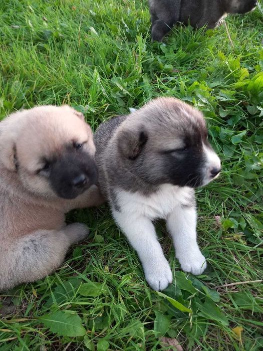 Кавказька вівчарка.Продаються.