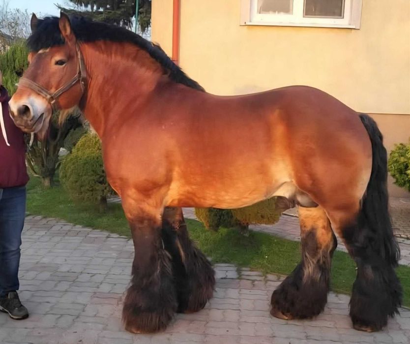 Ogierek zimnokrwisty