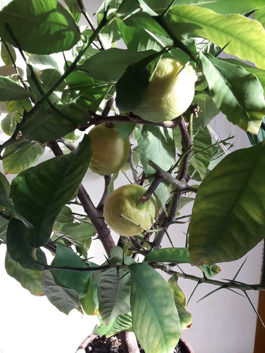 Лимонное дерево с плодами