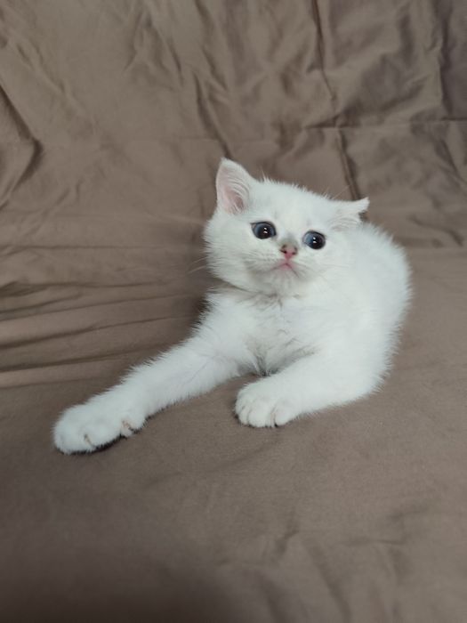 Хлопчик британець срібляста шиншила. Котенок британец.