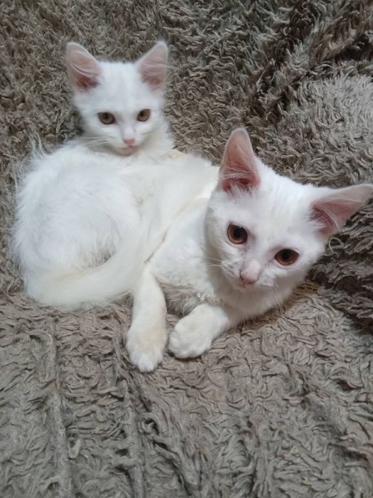 Кошенята підлітки в люблячу родину