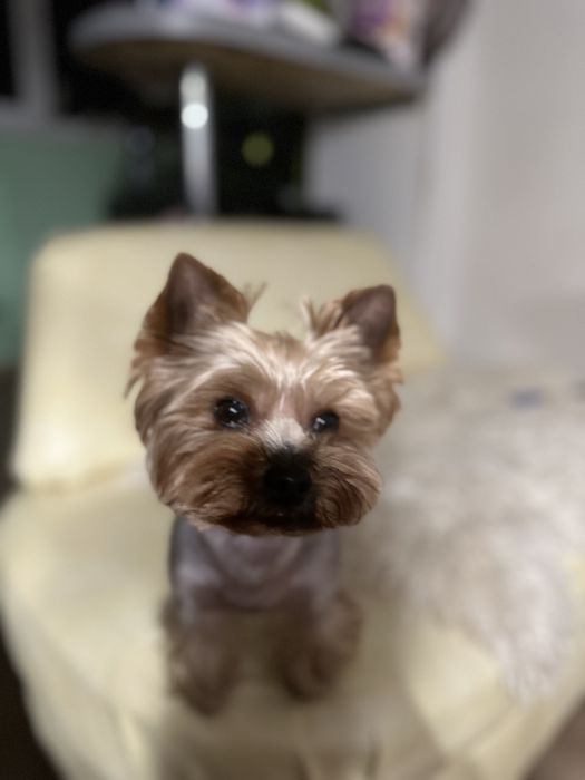 Вязка, злучка, Йорк хлопчик. !Каскад. Вага 2800