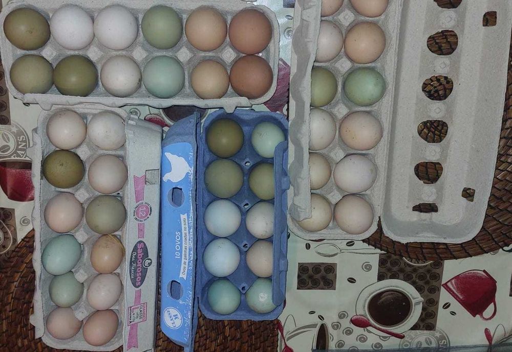 OVOS CASEIROS Criação 100% Biológica ricos em proteínas