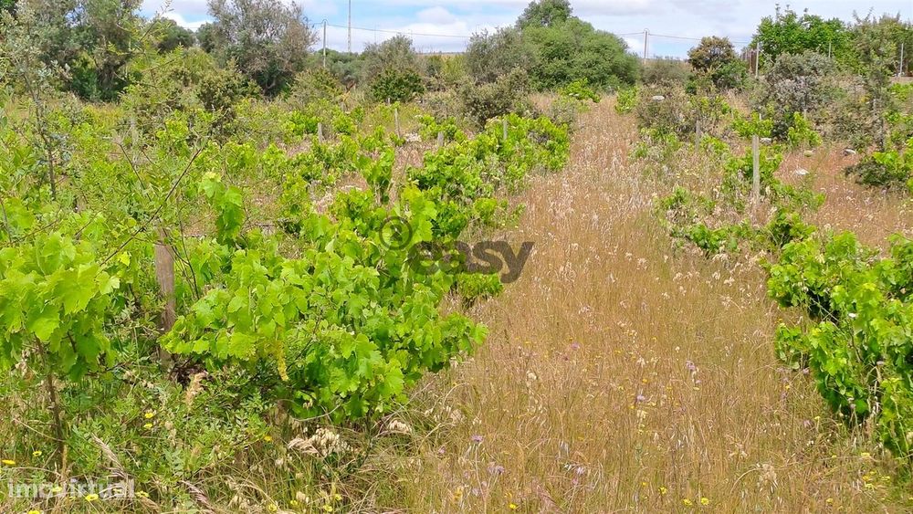 Terreno Rústico para Venda na Vidigueira, com 5.000 m²