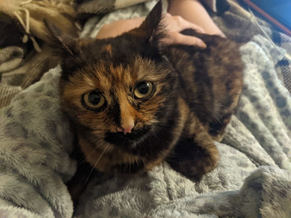 Котик Нана 7 місяців дівчинка