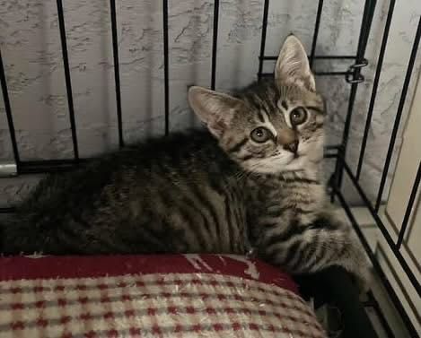 Котенок котята котики