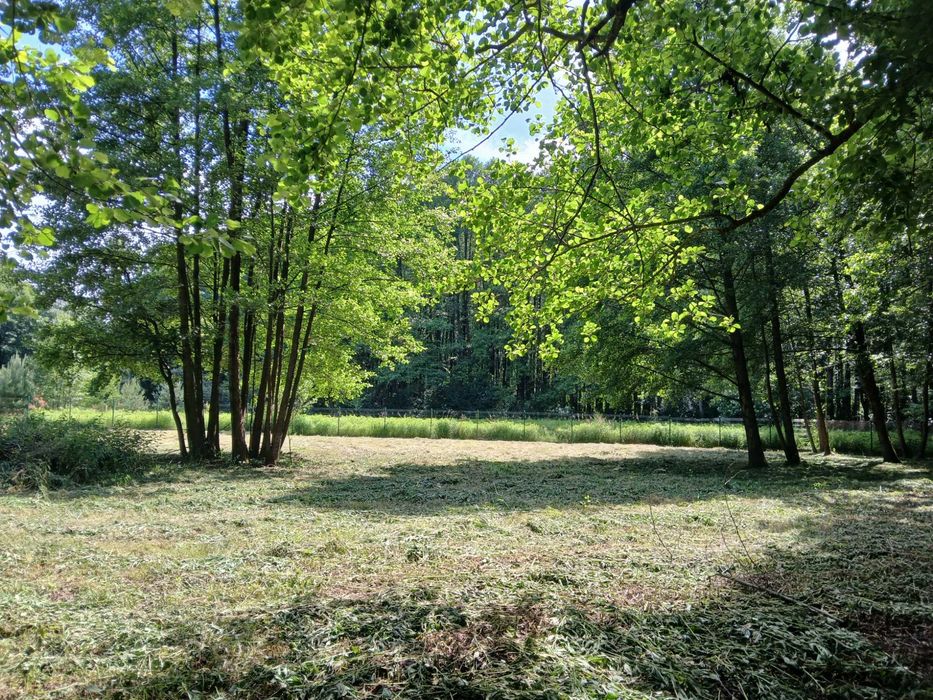 Działka budowlana pośród lasów - Widok 2