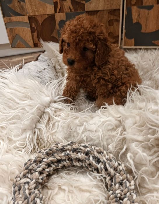 Pudel mały   chlopczyk toy/miniatura