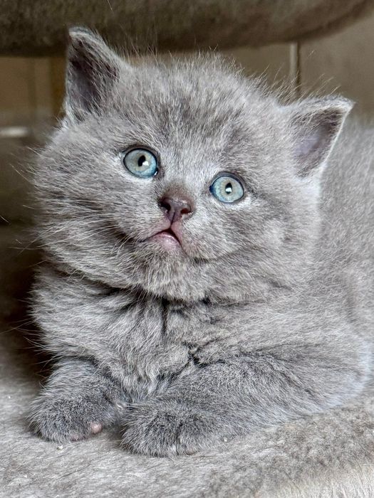Rezerwacja na kotki Brytyjskie niebieskie