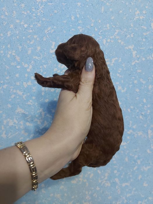 Тойчики від шикарної пари