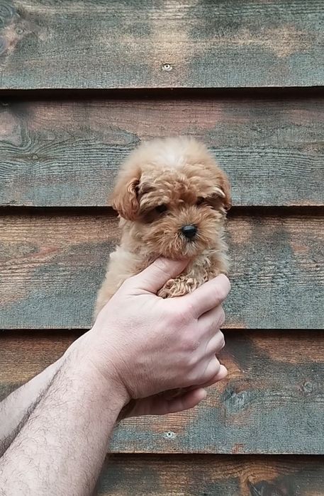 Мальтипу F1 мини