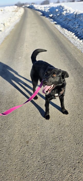 James czarne, młode cudo