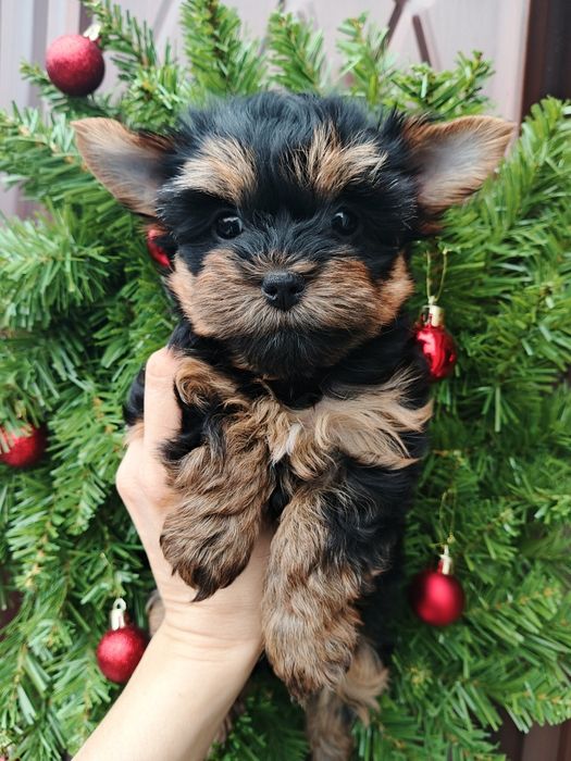 Милейшие щенки Йорики