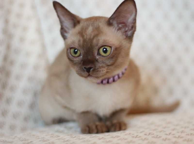 Девчулька американской бурмы!