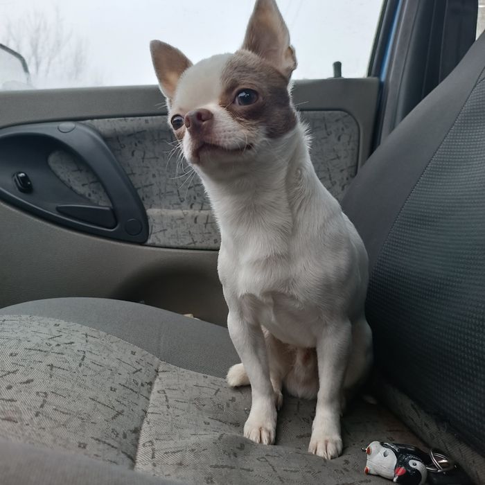 Молодий активний пес чихуахуа для в'язок, кобель чихуа