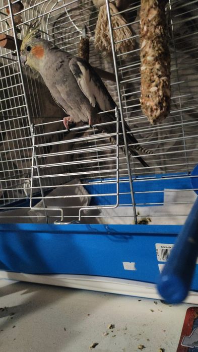 Samiec nimfa – 1 rok, obrączkowany, lata po mieszkaniu sprzedaż zamian