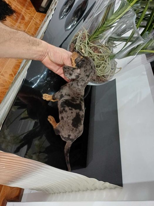 Teckel Kaninchen FEMEA ARLEQUIM PRETA AFOGUEADO TOP