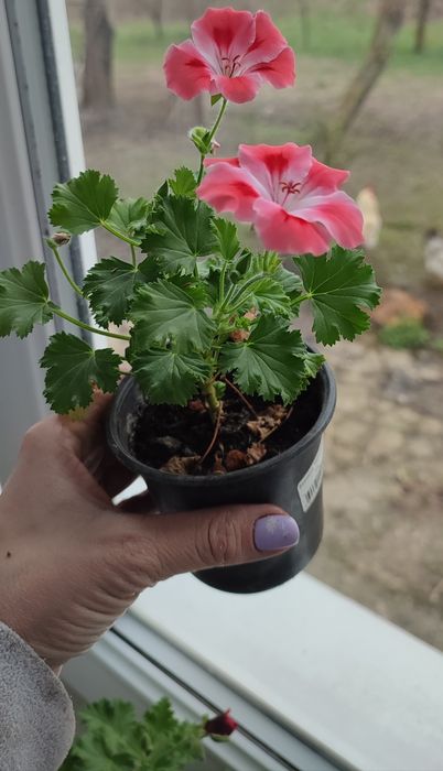 Пеларгонія зональна, королівська герань