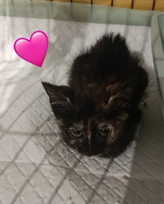 Gatinhos bebés para adoção responsável