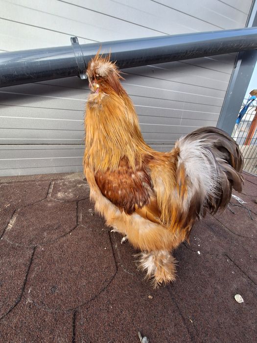 Kogut silki jedwabistej - silka