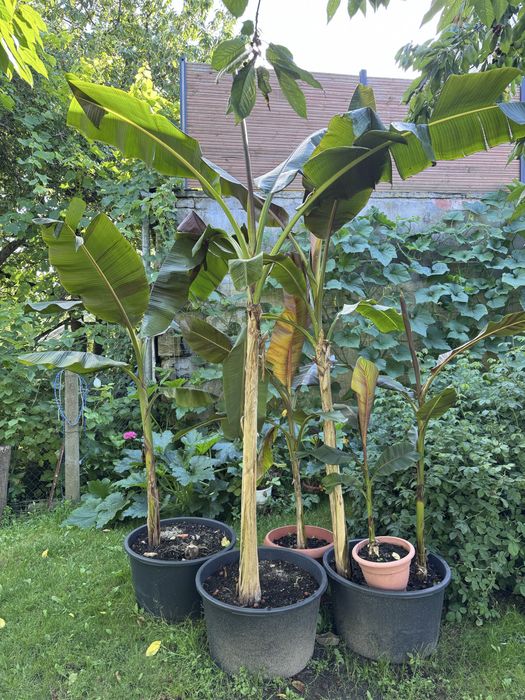Bananowiec sadzonki