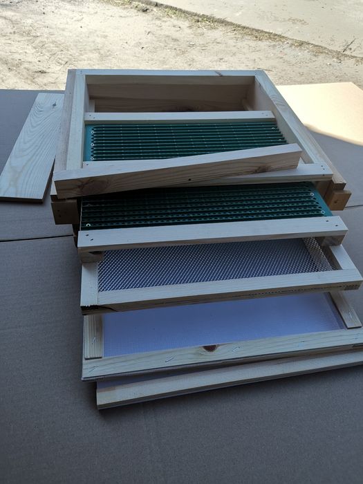 Dennica wielkopolska,