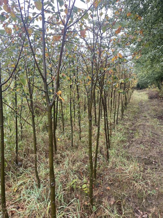 Lipa drobnolistna szerokolistna brzoza dąb czerwony olsza czarna klon
