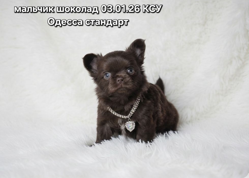 Обворожительный красавчик КСУ