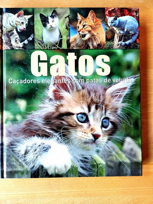 Gatos Caçadores elegantes com patas de veludo