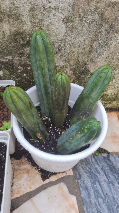 Cacto S.Pedro Echinopsis
pachanoi