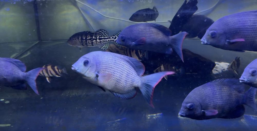 Paretroplus menarambo Grupo de 7 (Ciclídeos Madagáscar)