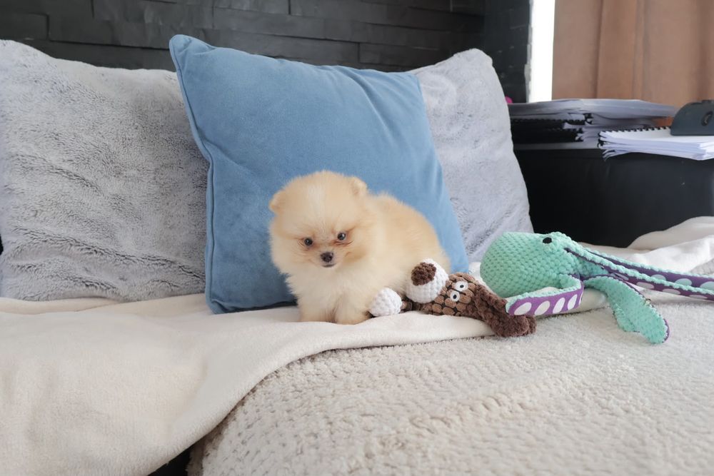 Lulu da Pomerânia. Ursinho com Lop e Afixo.  Super mini Perfeito!