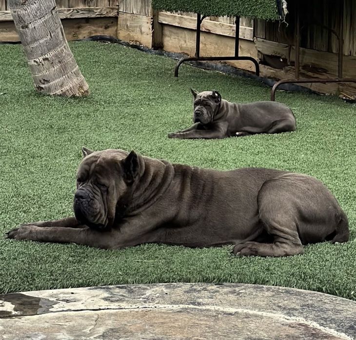 Хлопчики дівчатка-Cane corso від питомника