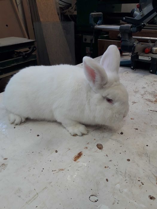 Króliki Nowozelandzkie Białe