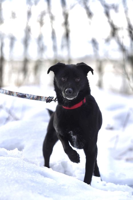 Grey czeka już 6 lat na dom — może właśnie na Twój?