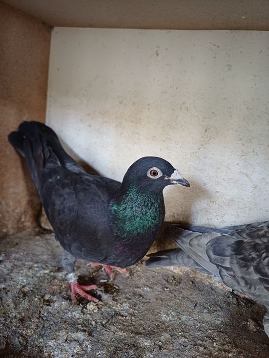 Gołębie opal do rozplodu