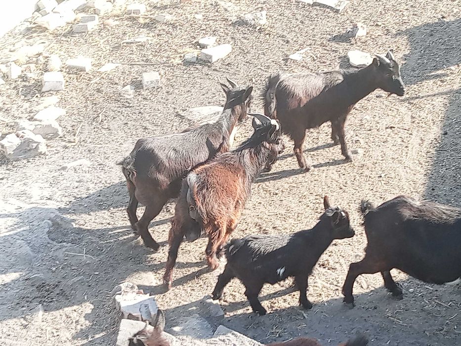 Cabras anãs machos e fêmeas