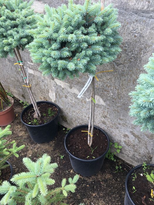 Świerk srebrny na pniu ( picea pungens glauca globosa )