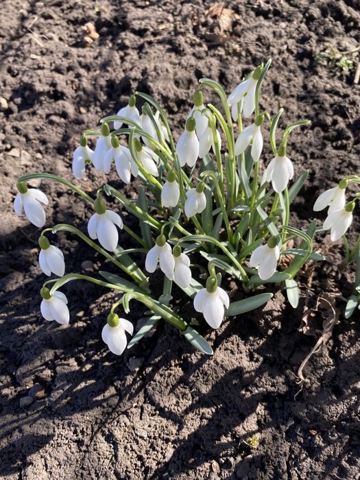 Крокуси , квіти фіолетові, помаранчеві , жовті