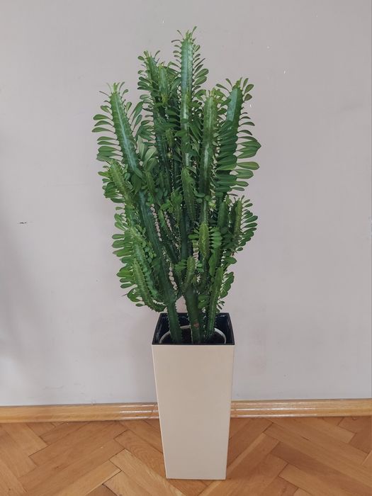 Kaktus wilczomlecz trójżebrowy