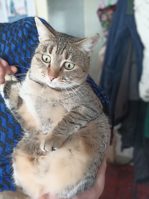 Ищет дом белая кошечка