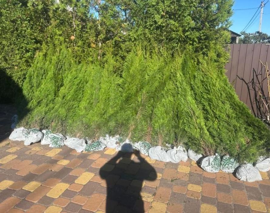 Продам туи смарагд!1.4-1.5м-350 грн 1.5-1.7-400грн